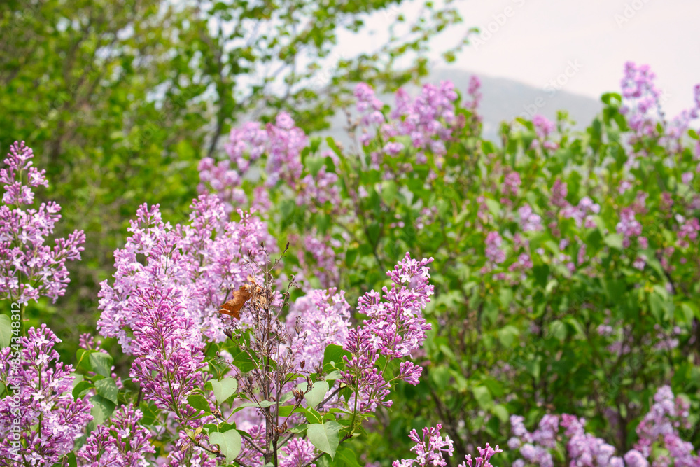 Wild lilac flowers blossom in the national park mountain Rtanj in Eastern Serbia