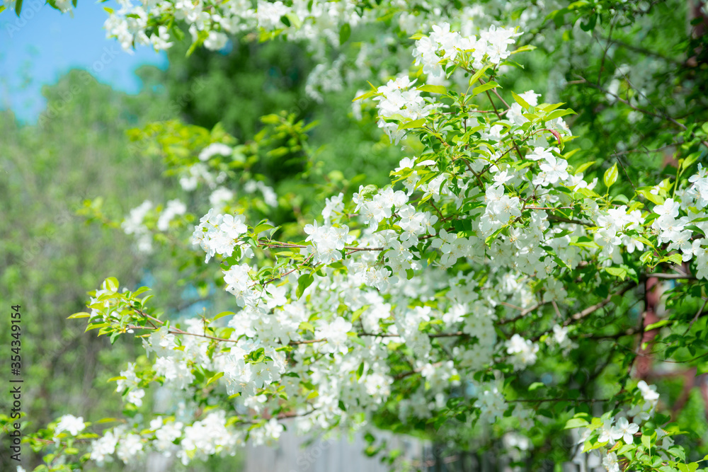 Blooming apple tree in the garden. Selective focus. Blooming apple tree in the garden. Selective focus.