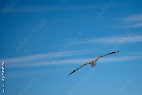 Seagull in blue sky clouds. Seagull flying in blue sky. Seagull flying in sky.