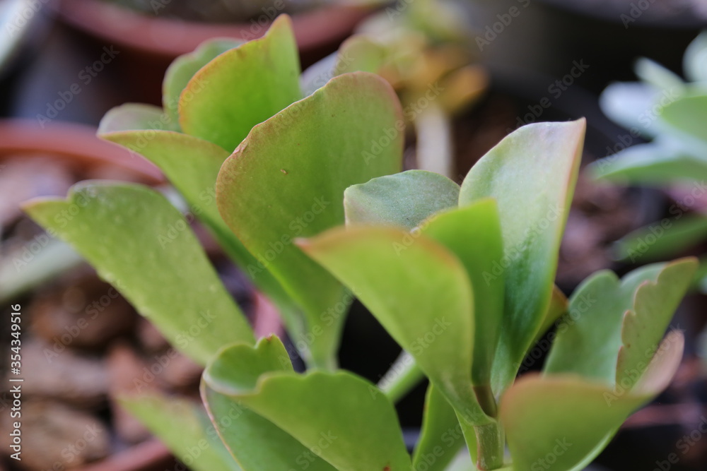 Obraz premium planta