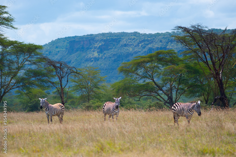 Fototapeta premium Three wild zebras