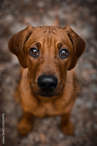 Curious Rhodesian Ridgeback puppy looking up straight to camera © olgagorovenko