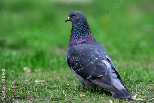 bluish-gray city pigeon sits on the green grass in a park