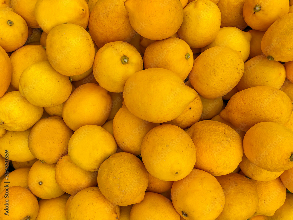 Many fresh harvest lemons. vivid yellow color and fruit background with copy space
