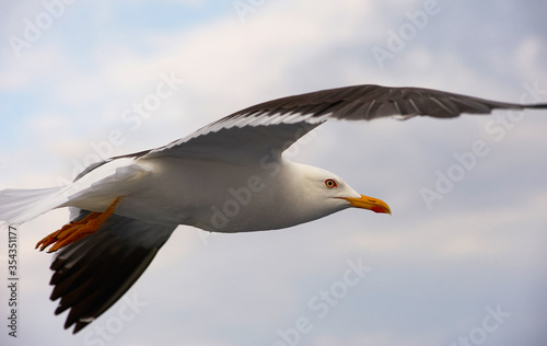 A white gull soars in the blue sky, a gull flies