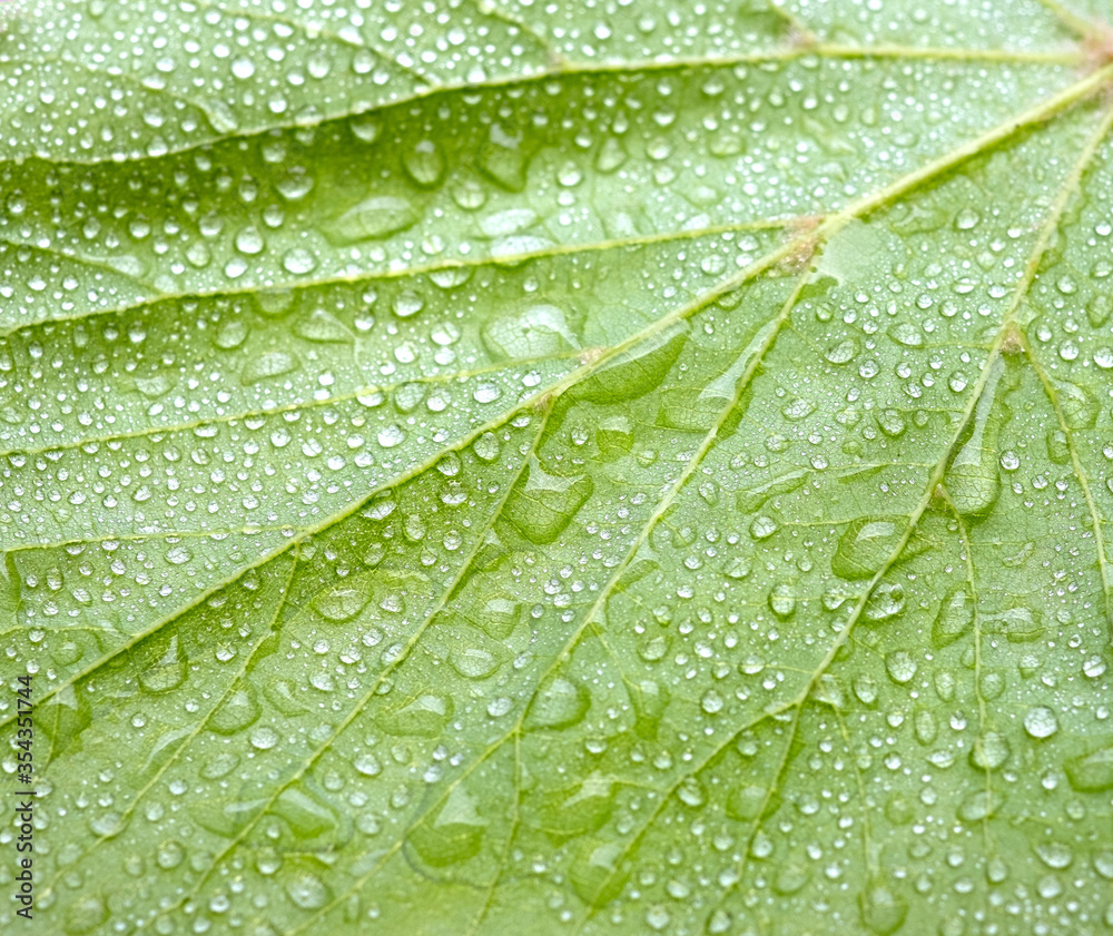 Leaf vein pattern. Floral background for your design. Rain water drops Leaf vein pattern. Floral background for your design. Rain water drops