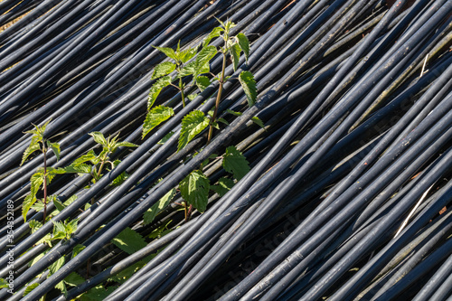 steel wires and nettle grown through