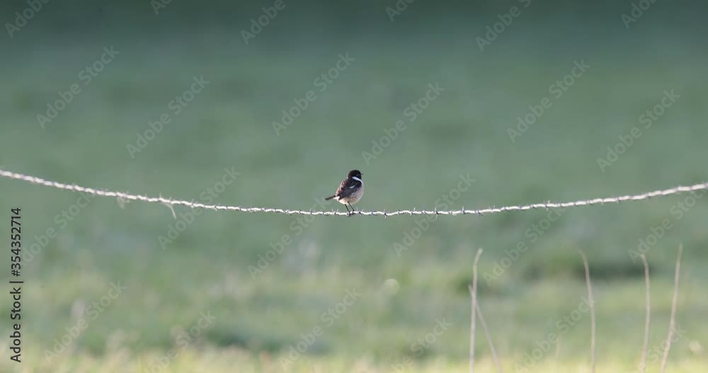 tarier pâtre (saxicola rubicola) perché sur un barbelé