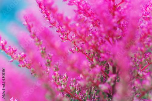 Hot pink abstract background. Fluffy bright flowers of Astilbe. Floral design. Soft herbal plants. Perfect for wedding  birthday  celebration  greeting cards  wallpaper