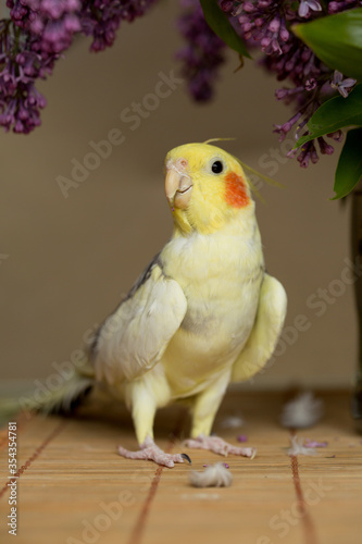 A yellow corella parrot with red cheeks and long feathers