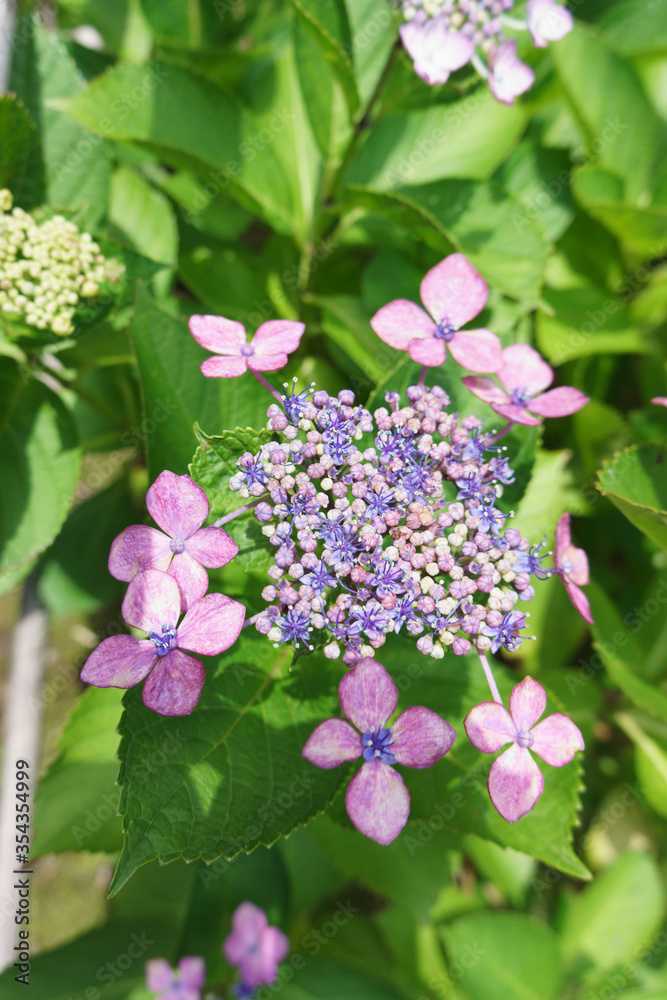 梅雨時に咲くアジサイの花
