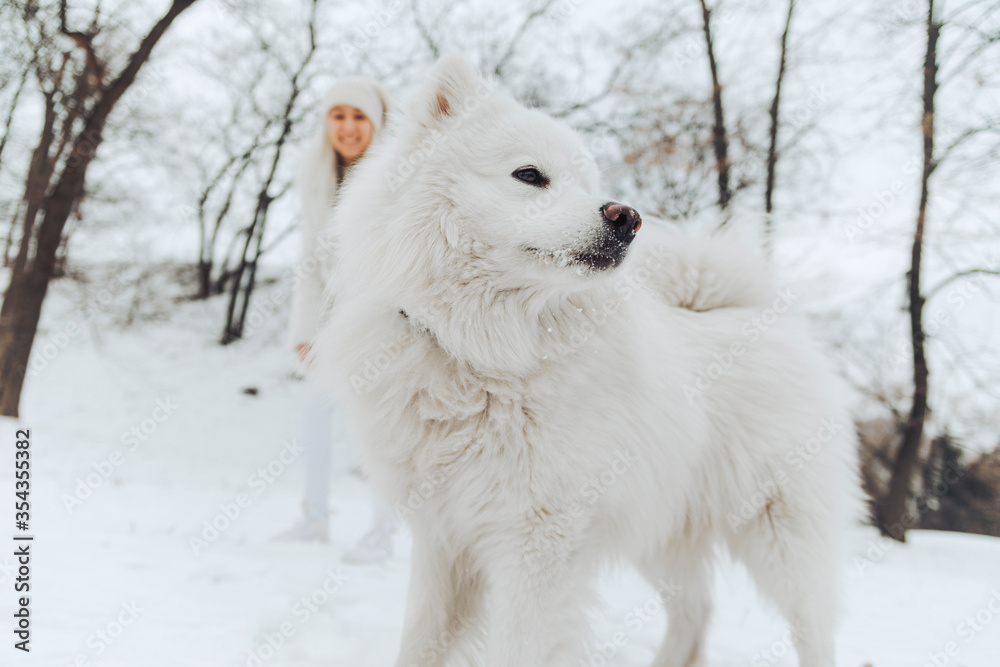 White dog in snow with smiling owner watching from the background White dog in snow with smiling owner watching from the background