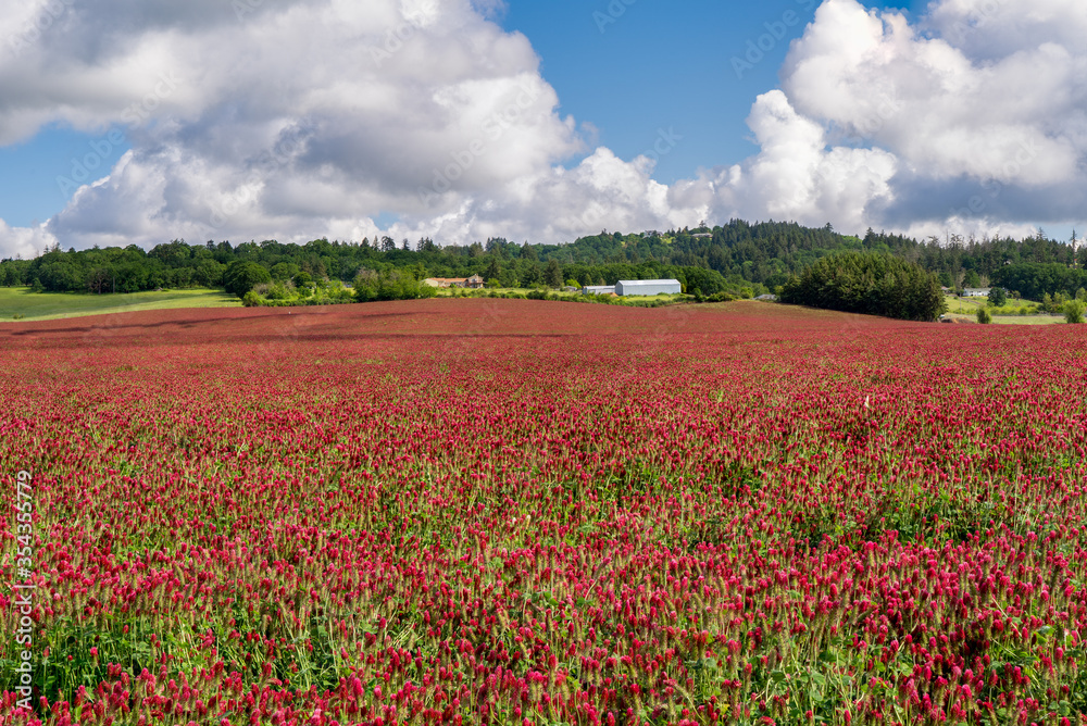 A field of Rd Clover (Trifolium pratense)  near Jefferson Oregon.  It is used in the treatment of many health maladies and diseases.