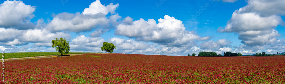 A panorama of a field of Rd Clover (Trifolium pratense) near Jefferson Oregon. It is used in the treatment of many health maladies and diseases. A panorama of a field of Rd Clover (Trifolium pratense) near Jefferson Oregon. It is used in the treatment of many health maladies and diseases.