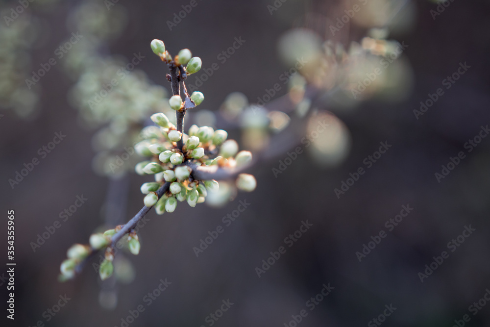 Wax cherry flower in blooming spring season Wax cherry flower in blooming spring season