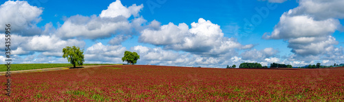 A panorama of a field of Rd Clover (Trifolium pratense) near Jefferson Oregon. It is used in the treatment of many health maladies and diseases.