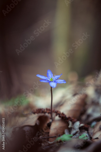 Hepatica transsilvanica flower blooming in the forest in spring season photo