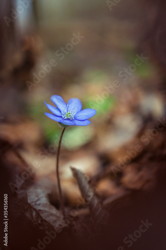 Hepatica transsilvanica flower blooming in the forest in spring season photo