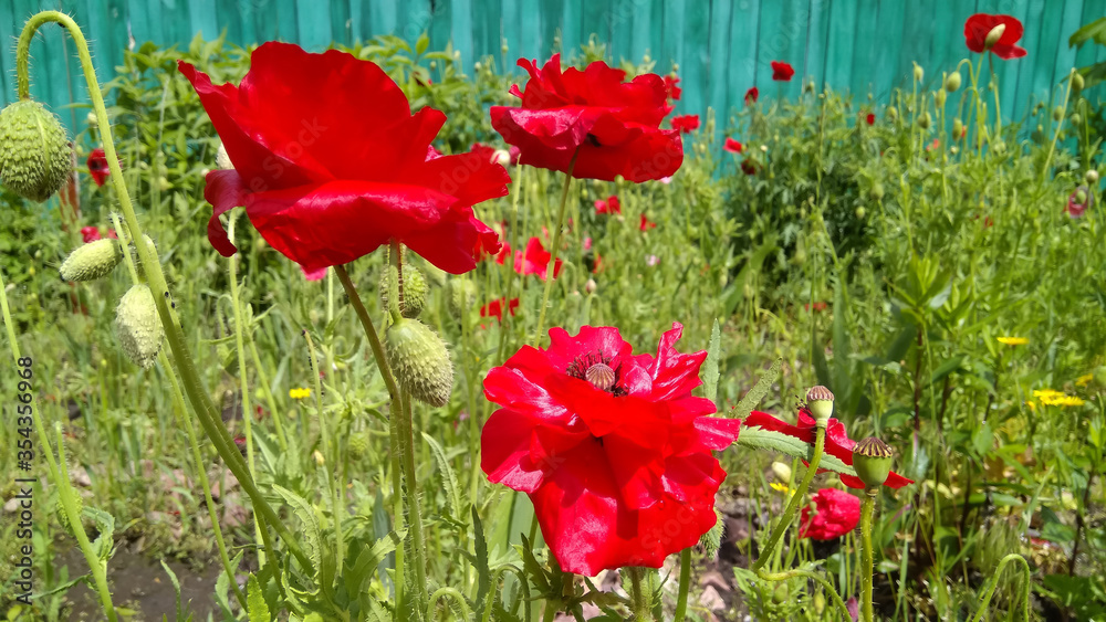 Obraz premium Red poppies flowers on a background of old blue fence. Springtime, beauty in nature, love-emotion. 