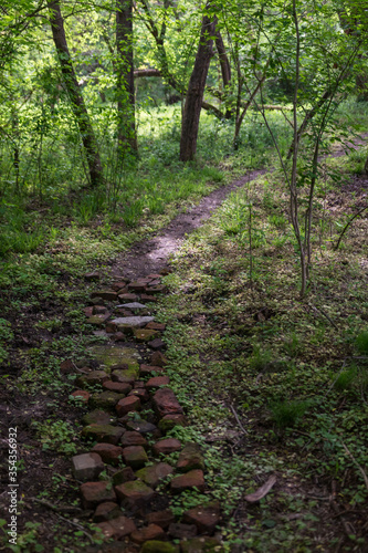 The path in the forest in natural light at evening