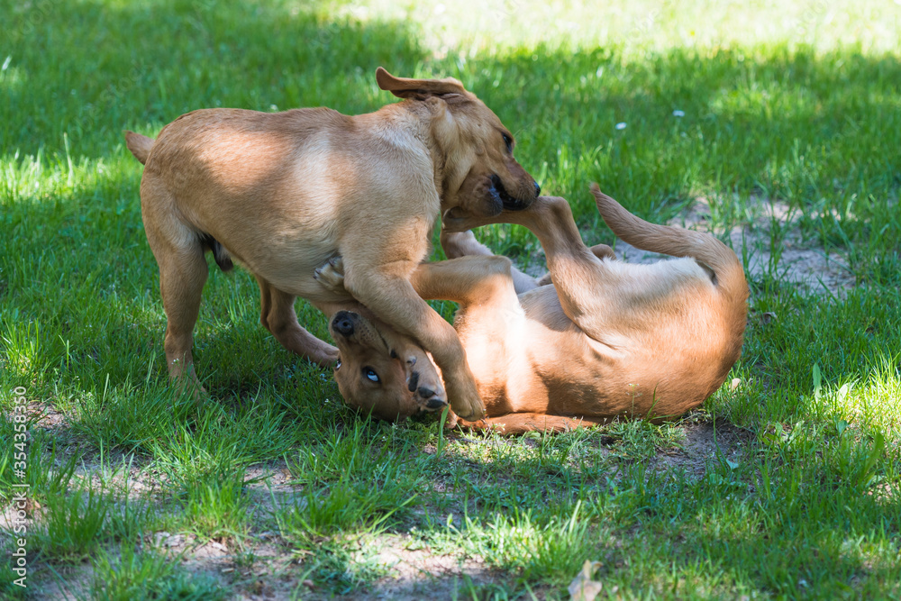Fototapeta premium Labrador-Duo in der Welpenstunde