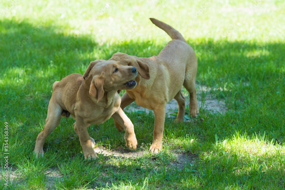 Labrador-Duo in der Welpenstunde Labrador-Duo in der Welpenstunde