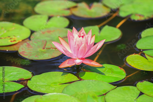 Pink lotus flowers blooming in a pond filled with green leaves.