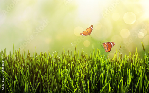 Painted lady butterflies flying above green grass. Space for text