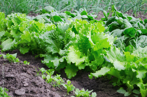 Vegetables and salads in the garden. Green and red lettuce, peas and cabbage growing on the ground. Spring harvest.