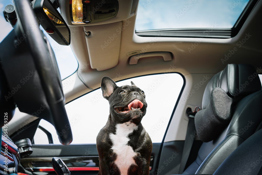 French bulldog in car