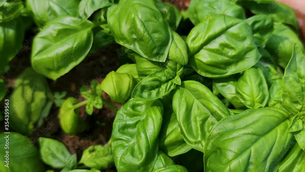Ligurian fresh basil plant farming Ligurian fresh basil plant farming