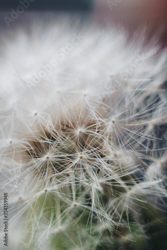 macro photo of white dandelion fluffs