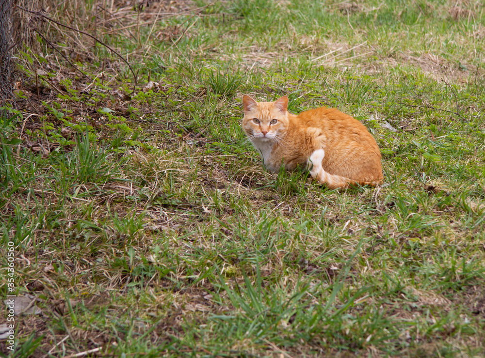 Red cat with white collar and the tip of the tail half-loud on the grass. He's angry