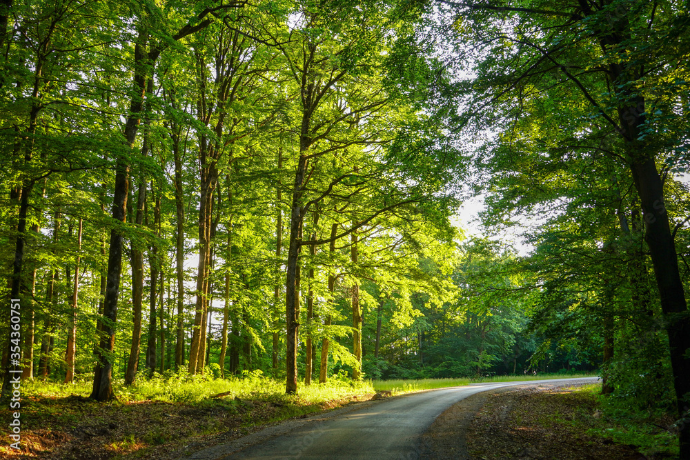 Fototapeta premium Late summer sunlight breaking through the trees at a mystical lane. 