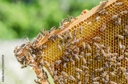 honey bees on honeycomb in apiary in the springtime