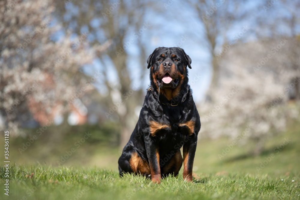 Rottweiler in a park having fun Rottweiler in a park having fun