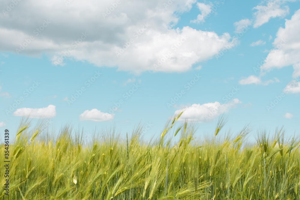 Beautiful wheat field and sunrise on a blue sky. Golden wheat field with blue sky in background. Beautifully landscape Beautiful wheat field and sunrise on a blue sky. Golden wheat field with blue sky in background. Beautifully landscape