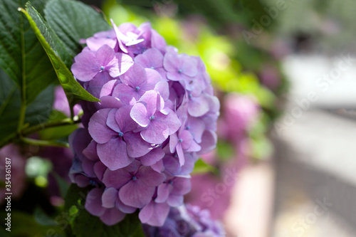 Blooming hydrangea close-up. Lush flowering hortensia. Blue and pink hydrangea in bloom.