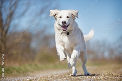 Golden Retriever having fun