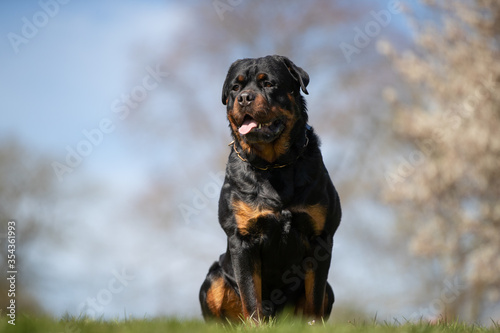 Rottweiler in a park having fun