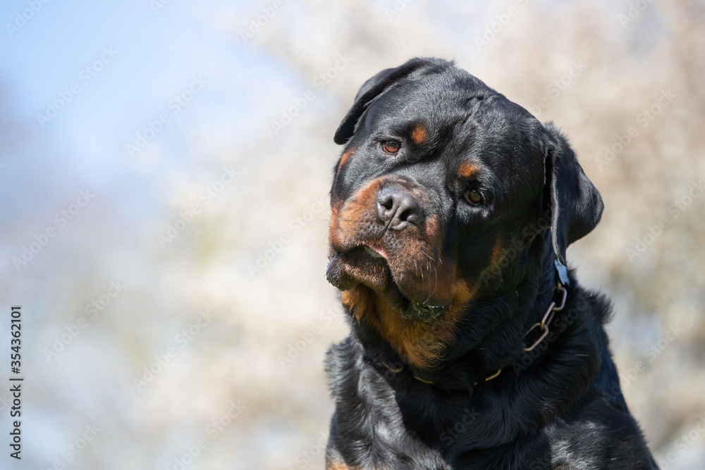 Rottweiler in a park having fun Rottweiler in a park having fun