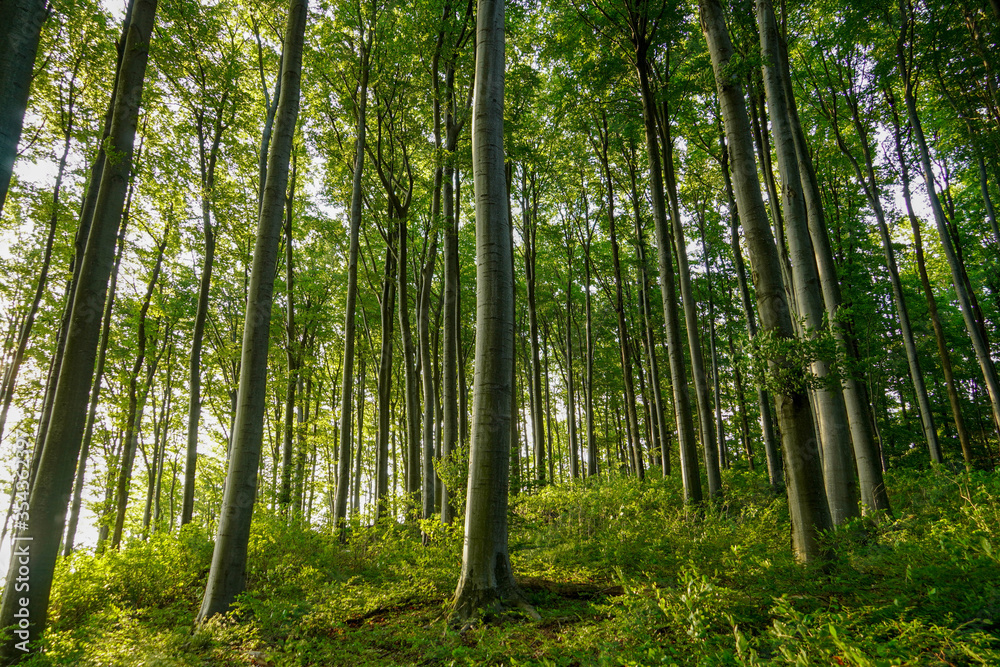 Green mystic landscape with beech trees in a forest in summer, sunbeams pour through trees in forest Green mystic landscape with beech trees in a forest in summer, sunbeams pour through trees in forest