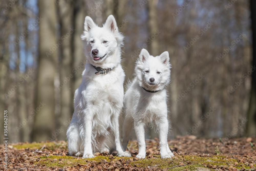 dog, animal, white, samoyed, pet, canine, puppy, cute, domestic, fur, husky, breed, portrait, mammal, purebred, beautiful, pedigree, eskimo, tongue, wolf, fluffy, running, young, one, shepherd dog, animal, white, samoyed, pet, canine, puppy, cute, domestic, fur, husky, breed, portrait, mammal, purebred, beautiful, pedigree, eskimo, tongue, wolf, fluffy, running, young, one, shepherd