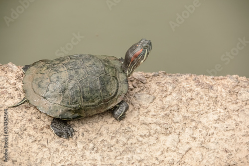 TurtleThe little turtle by type of Red eared slider, layingon on the concrete and reaching the head up , next to the river in the botanic garden. Singapore, January 8, 2020 photo