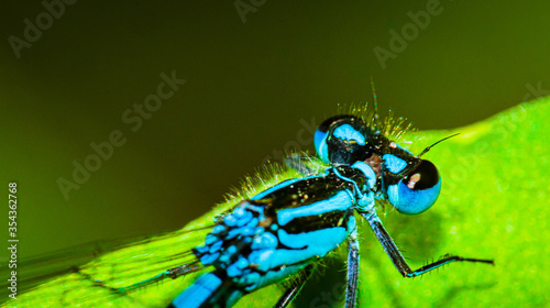 Portrait of a damselfly in close-up.The animal is colored black and blue and has small hairs all over the body.
