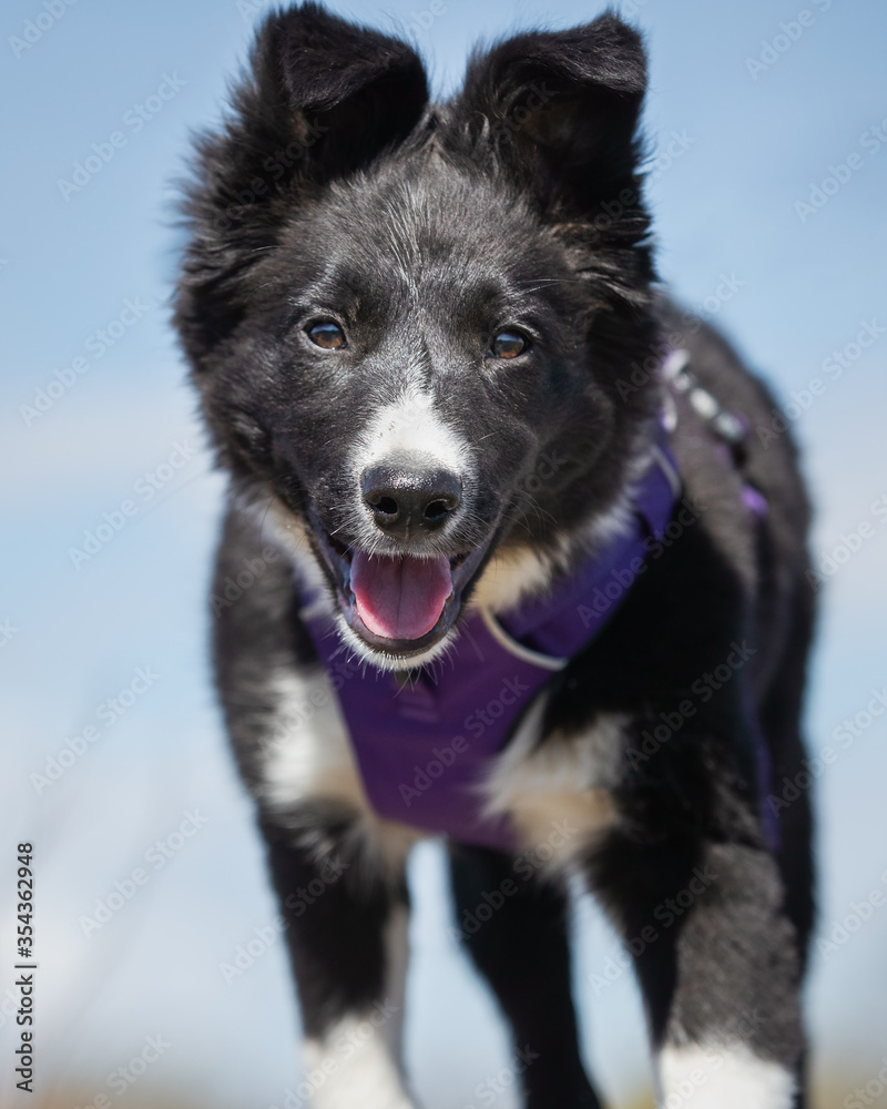 dog, husky, animal, white, wolf, pet, canine, fur, siberian, winter, cute, mammal, puppy, arctic, nature, snow, wild, collie, animals, beautiful, breed, samoyed, domestic, alaskan, wildlife, border dog, husky, animal, white, wolf, pet, canine, fur, siberian, winter, cute, mammal, puppy, arctic, nature, snow, wild, collie, animals, beautiful, breed, samoyed, domestic, alaskan, wildlife, border