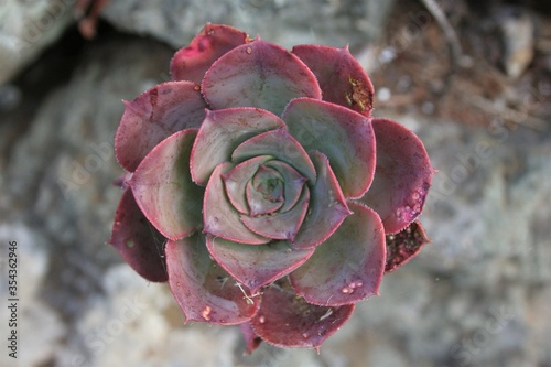 Típica planta de las Islas Canarias, el bejeque. photo