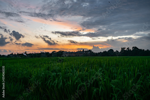 Sunrise on rice fields. Ubud  Bali  Tegallalang  Indonesia