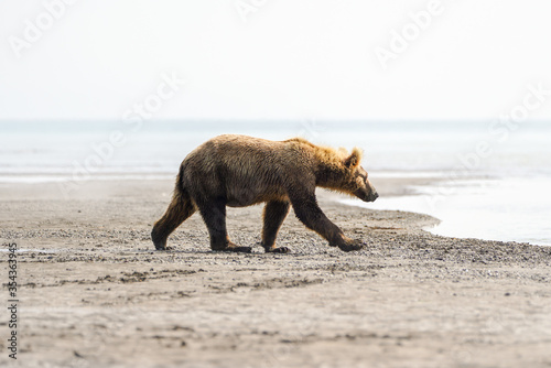 Φωτογραφία juvenile brown bear in the fog