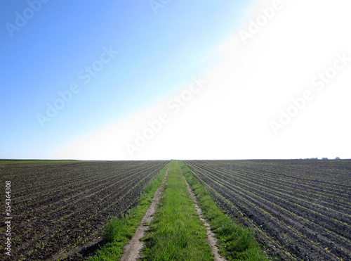 Plowed field for potato in brown soil on open countryside nature